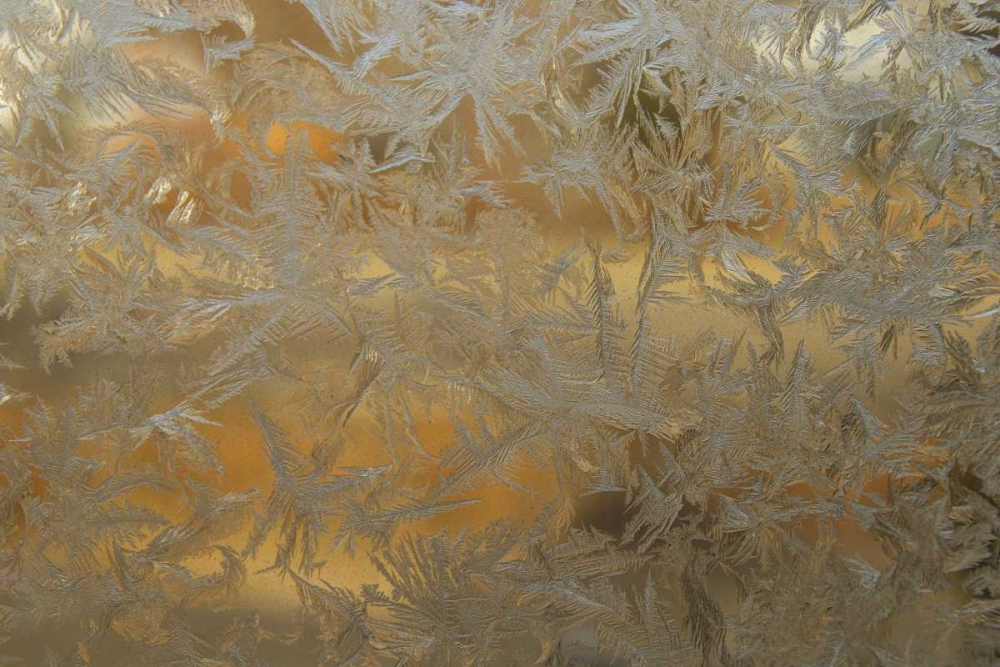 USA, Colorado Frost on window pane art print by Cathy and Gordon Illg for $57.95 CAD