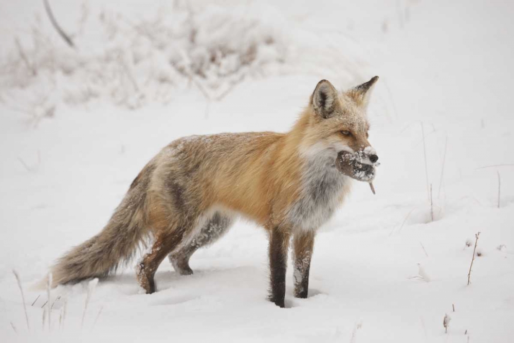 Colorado, Pike NF Red fox carrying meadow vole art print by Don Grall for $57.95 CAD