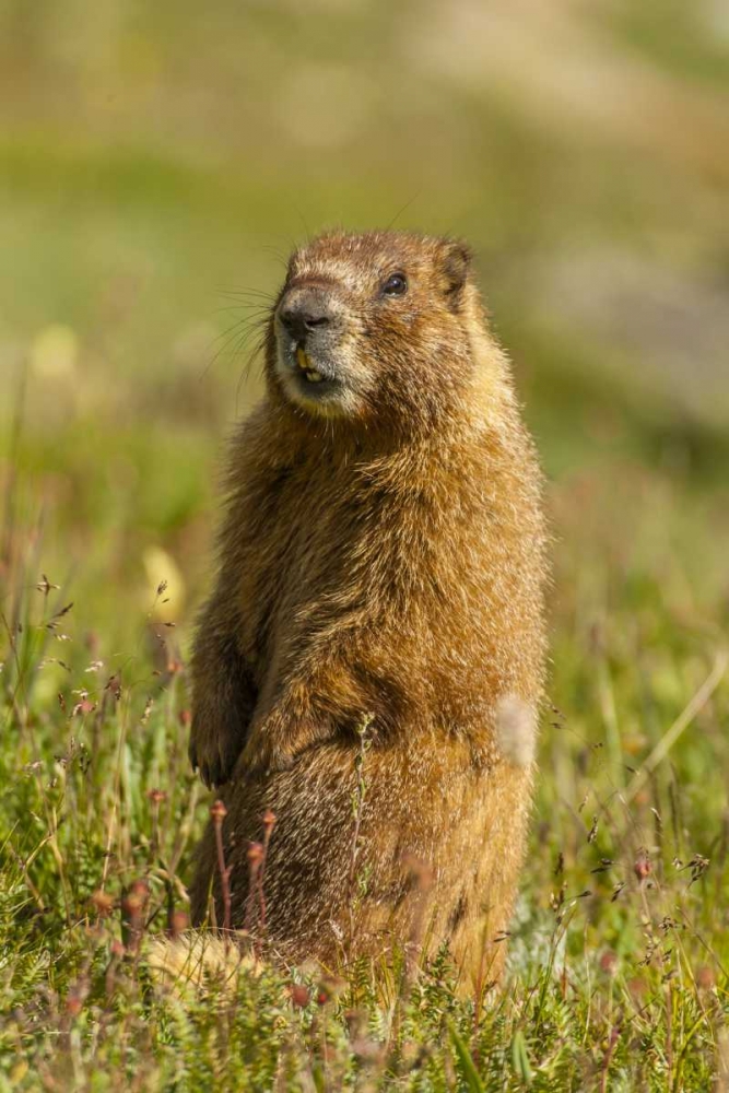 CO, San Juan Mts Yellow-bellied marmot in grass art print by Cathy and Gordon Illg for $57.95 CAD