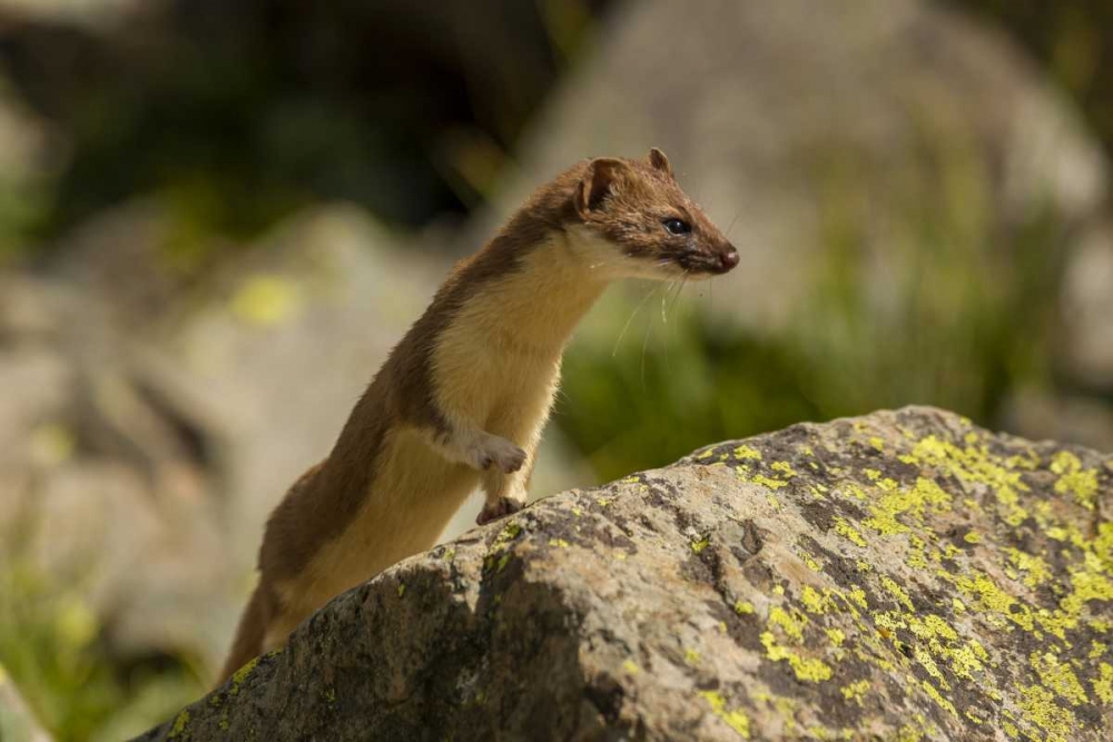 Colorado, San Juan Mts, Short-tailed weasel art print by Cathy and Gordon Illg for $57.95 CAD