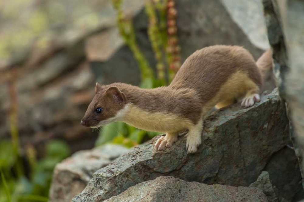 Colorado, San Juan Mts, Short-tailed weasel art print by Cathy and Gordon Illg for $57.95 CAD