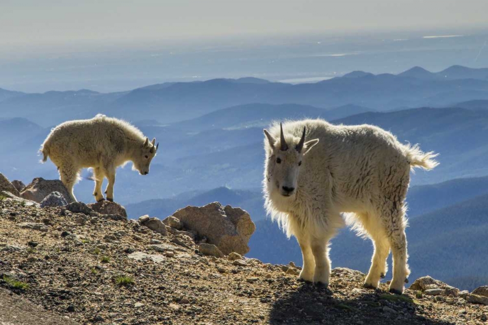 Colorado, Mt Evans Mountain goats and scenery art print by Cathy and Gordon Illg for $57.95 CAD