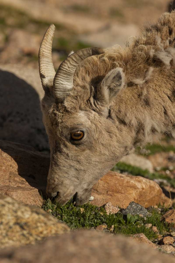 Colorado, Mt Evans Bighorn sheep grazing art print by Cathy and Gordon Illg for $57.95 CAD
