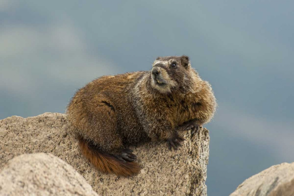 CO, San Juan Mts Yellow-bellied marmot on rock art print by Cathy and Gordon Illg for $57.95 CAD