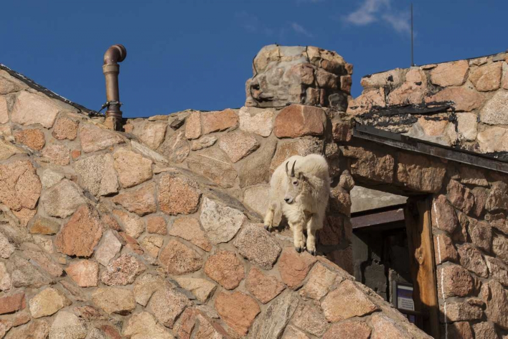 CO, Mt Evans Mountain goat climbs a building art print by Cathy and Gordon Illg for $57.95 CAD