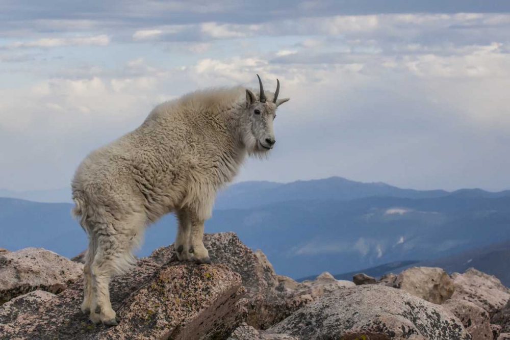 CO, Mt Evans Mountain goat stands against sky art print by Cathy and Gordon Illg for $57.95 CAD