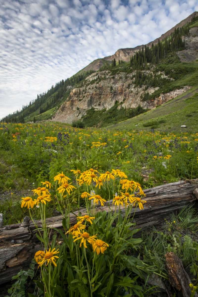 Colorado, Crested Butte Wildflowers and old log art print by Cathy and Gordon Illg for $57.95 CAD