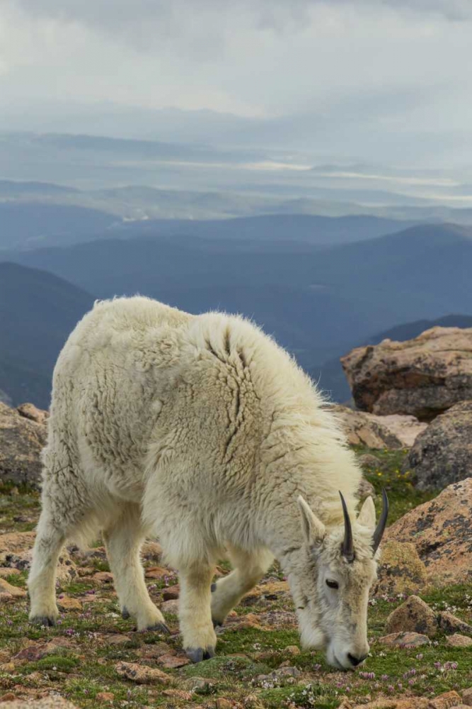 USA, Colorado, Mt Evans Mountain goat grazing art print by Cathy and Gordon Illg for $57.95 CAD