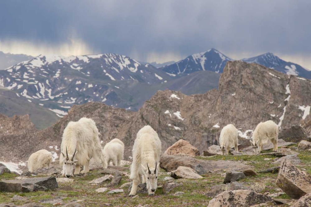 Colorado, Mt Evans Mountain goat herd grazing art print by Cathy and Gordon Illg for $57.95 CAD