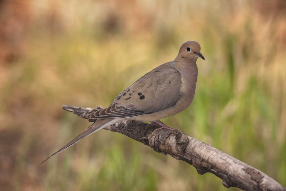 Colorado, Woodland Park Mourning dove on branch art print by Don Grall for $57.95 CAD