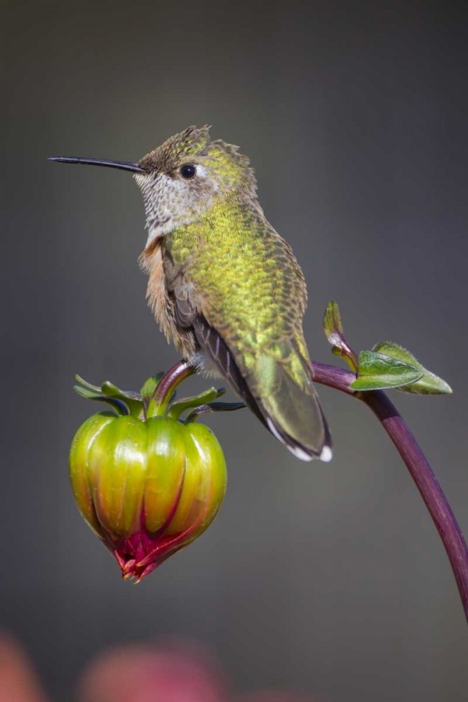USA, Colorado Hummingbird rests on flower bud art print by Fred Lord for $57.95 CAD