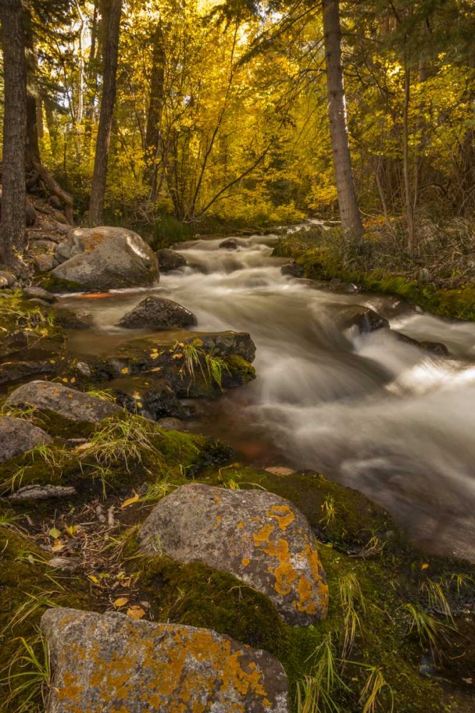 USA, Colorado Autumn colors on Crestone Creek art print by Cathy and Gordon Illg for $57.95 CAD