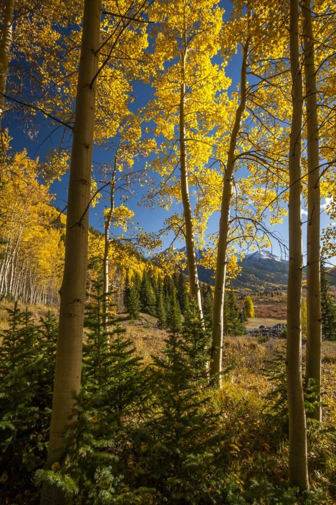 USA, Colorado Landscape in San Juan Mountains art print by Cathy and Gordon Illg for $57.95 CAD