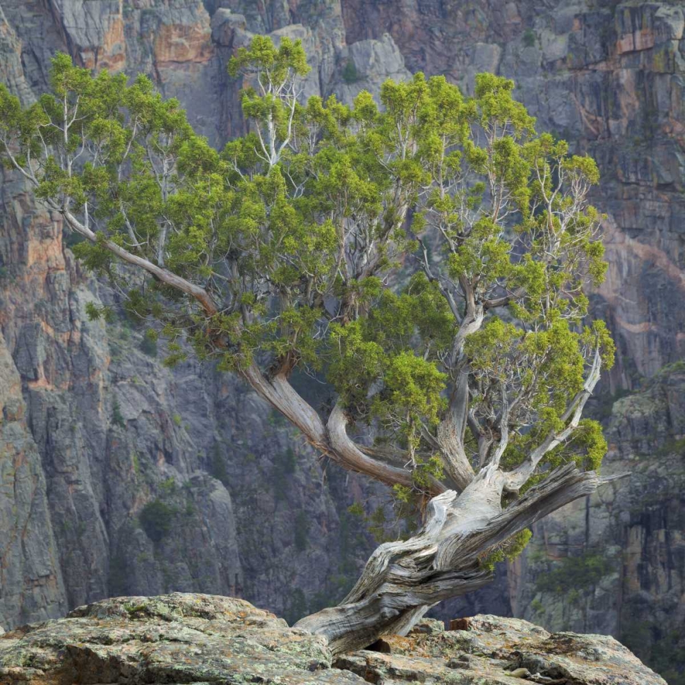 Colorado, Gunnison NP Tree in Black Canyon art print by Don Paulson for $57.95 CAD