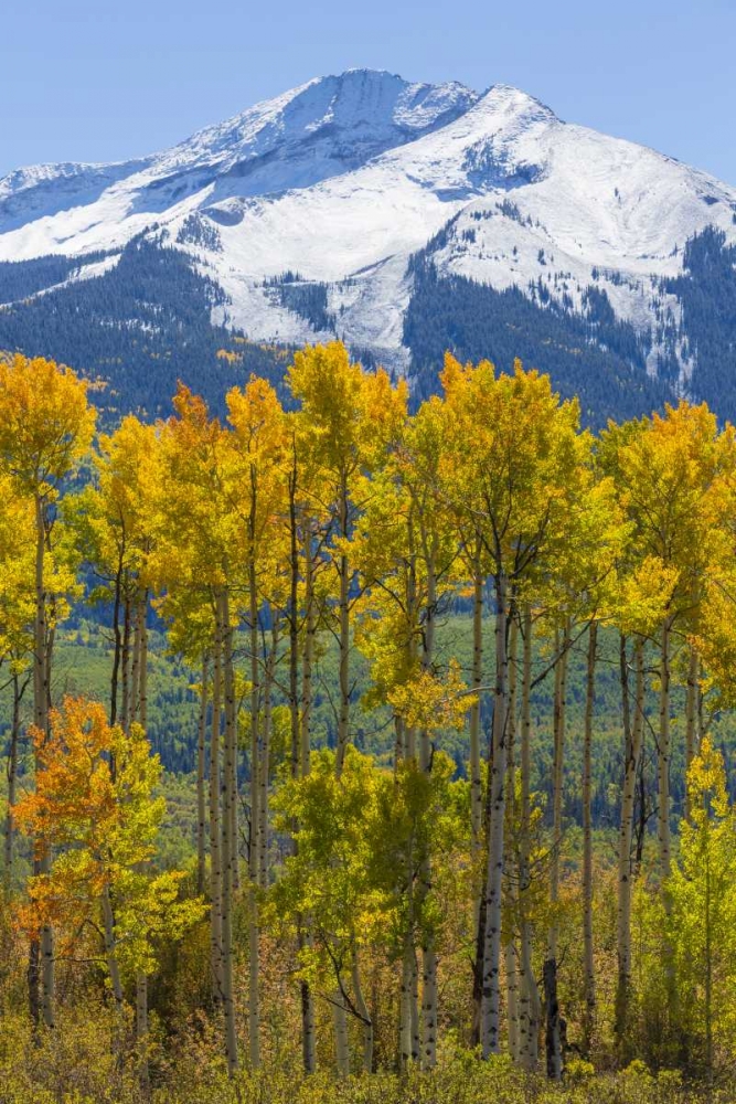 USA, Colorado Fall aspens and mountain art print by Don Paulson for $57.95 CAD