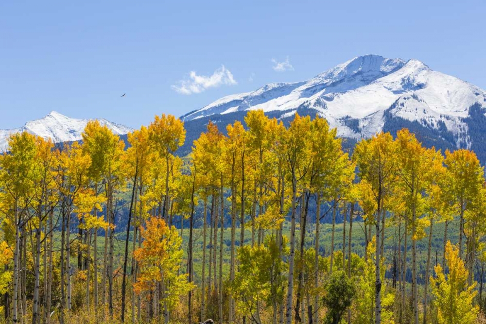USA, Colorado Fall aspens and mountain art print by Don Paulson for $57.95 CAD