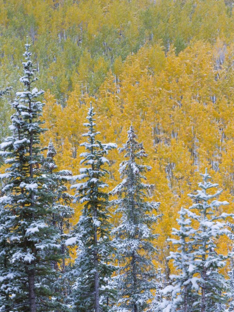 Colorado, Grand Mesa Early snowfall on forest art print by Don Paulson for $57.95 CAD