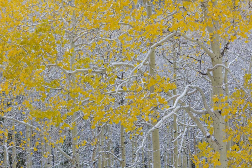 Colorado, Grand Mesa Early snow on aspen trees art print by Don Paulson for $57.95 CAD