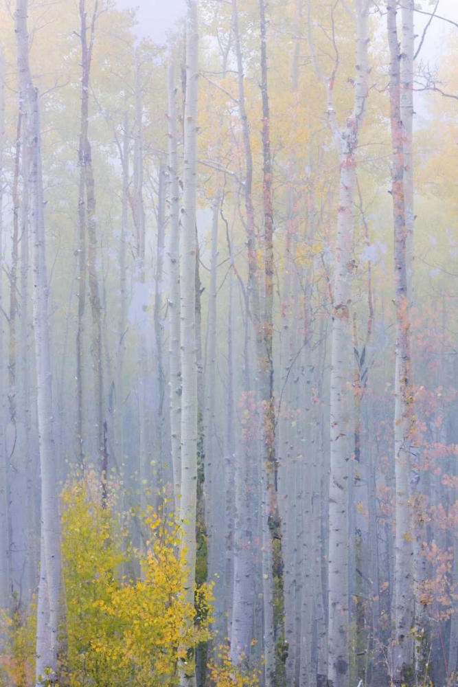 CO, Grand Mesa Composite of foggy aspen forest art print by Don Paulson for $57.95 CAD