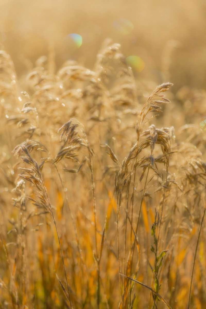 Colorado, Gunnison NP Close-up of golden grasses art print by Don Paulson for $57.95 CAD