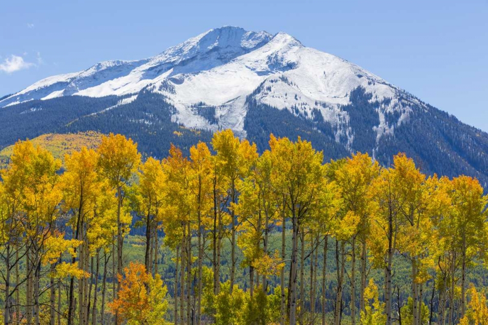 Colorado Fall aspens and mountain art print by Don Paulson for $57.95 CAD