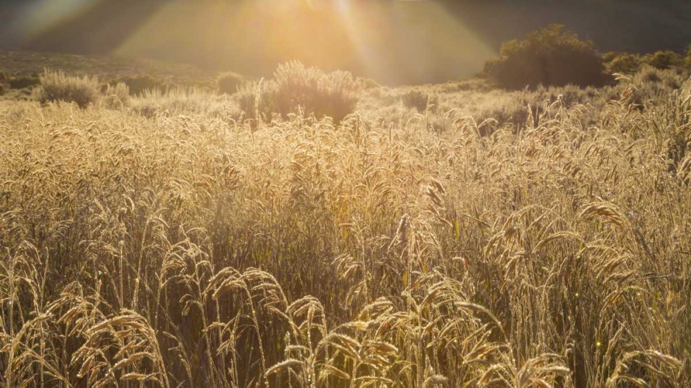 Colorado Sunlight on fall grasses art print by Don Paulson for $57.95 CAD