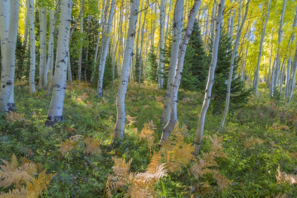 Colorado Scenic of aspen forest art print by Don Paulson for $57.95 CAD