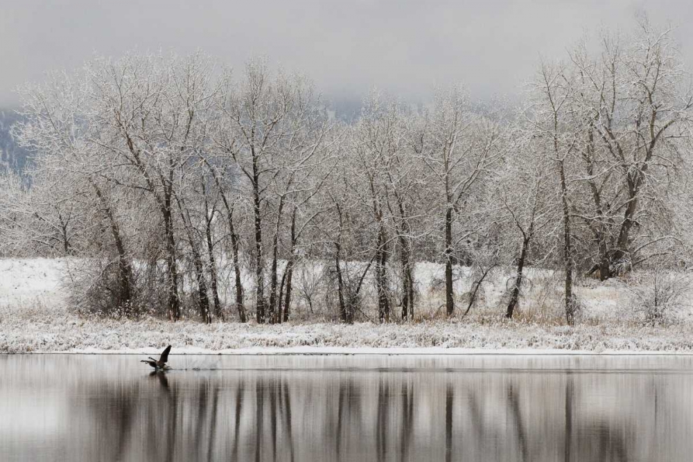 CO, Boulder Canadian geese taking flight art print by Marie Bush for $57.95 CAD