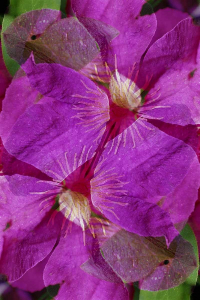 USA, Colorado, Boulder Clematis flower montage art print by Marie Bush for $57.95 CAD