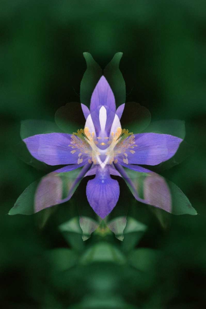 CO, Boulder Co Colorado columbine flower montage art print by Marie Bush for $57.95 CAD