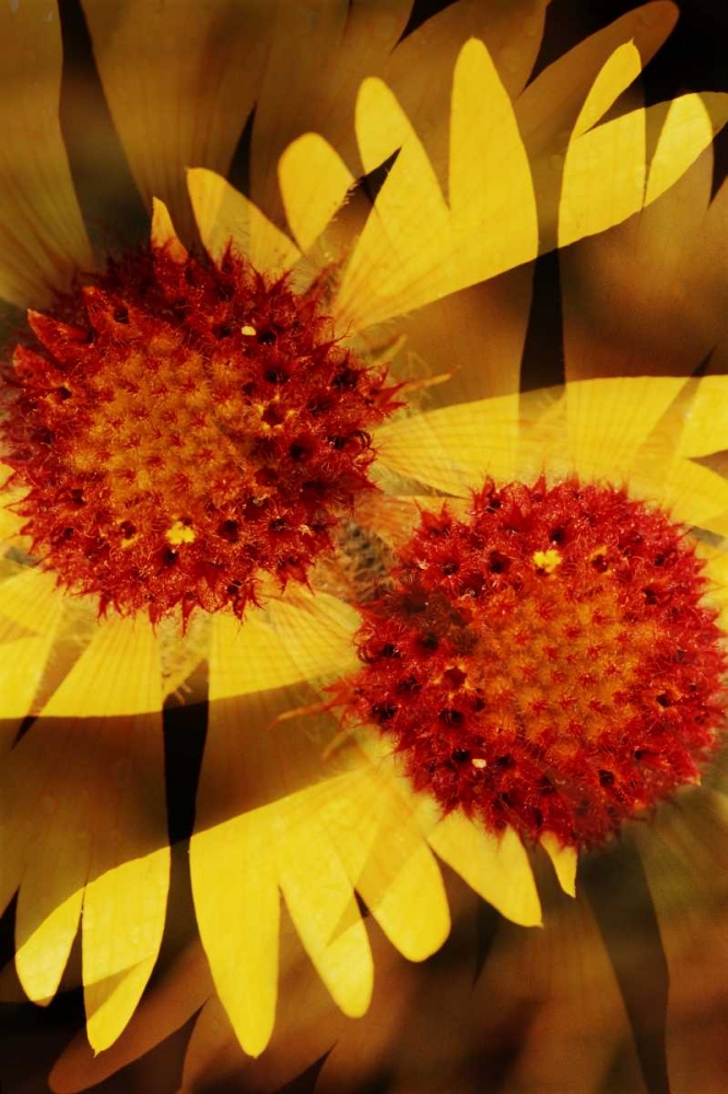 USA, Colorado, Boulder Gaillardia flower montage art print by Marie Bush for $57.95 CAD