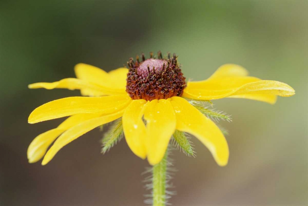USA, Colorado, Boulder Sunflower close-up art print by Marie Bush for $57.95 CAD