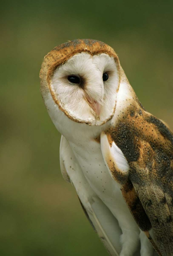 CO, Broomfield Portrait of a Barn owl art print by Marie Bush for $57.95 CAD