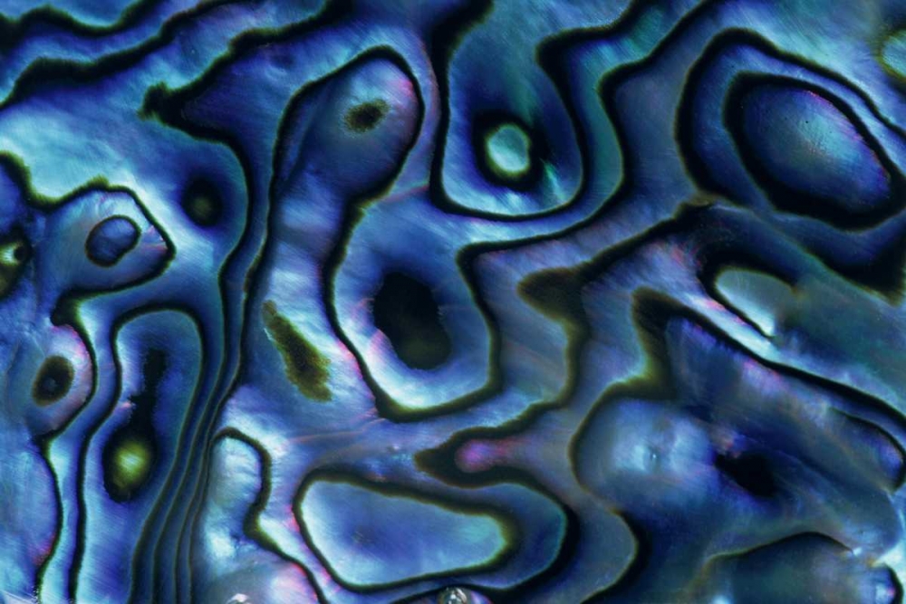 USA, Colorado, Lafayette Abalone shell close-up art print by Marie Bush for $57.95 CAD