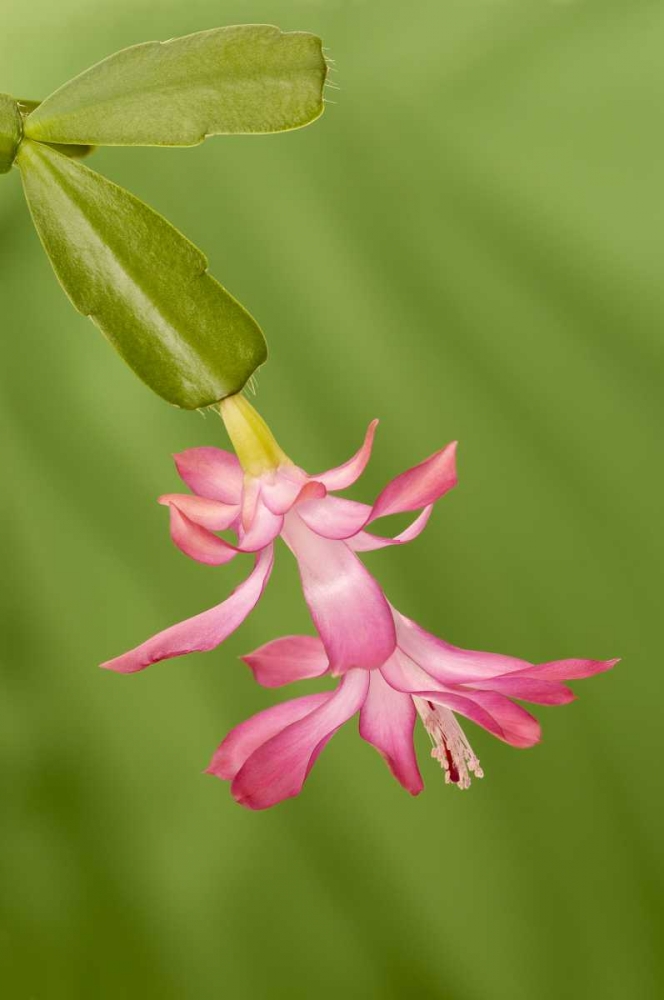 Colorado, Lafayette Christmas cactus flower art print by Marie Bush for $57.95 CAD