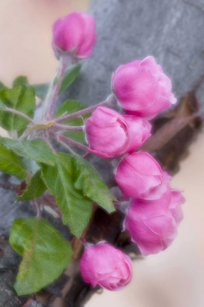 Colorado, Lafayette Crab apple blossom montage art print by Marie Bush for $57.95 CAD
