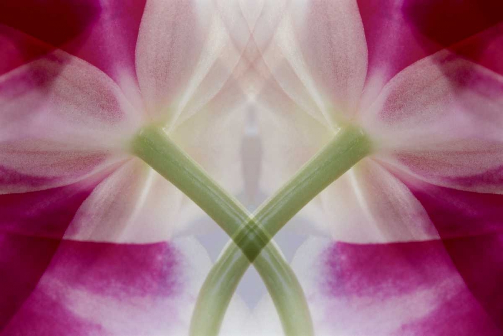 USA, Colorado, Lafayette Orchid montage art print by Marie Bush for $57.95 CAD