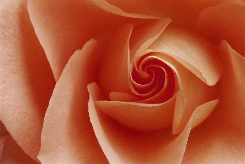 USA, Colorado, Lafayette Peach rose close-up art print by Marie Bush for $57.95 CAD