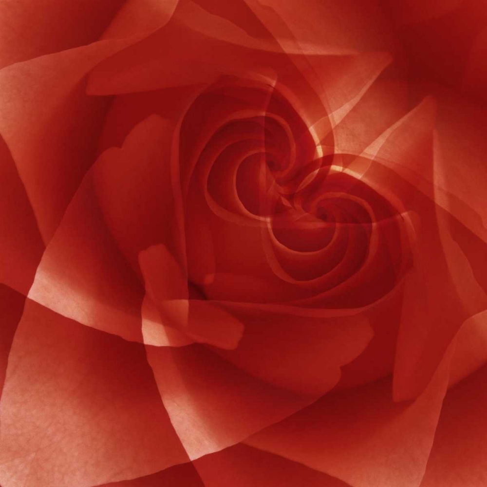 USA, Colorado, Lafayette Red rose montage art print by Marie Bush for $57.95 CAD