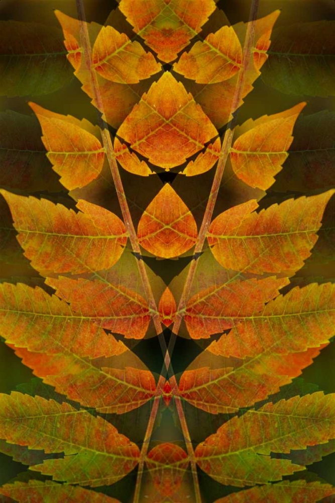 USA, Colorado, Lafayette Autumn sumac montage art print by Marie Bush for $57.95 CAD