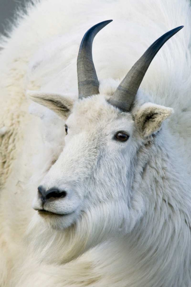 CO, Mount Evans Recreation Area Mountain goat art print by Marie Bush for $57.95 CAD