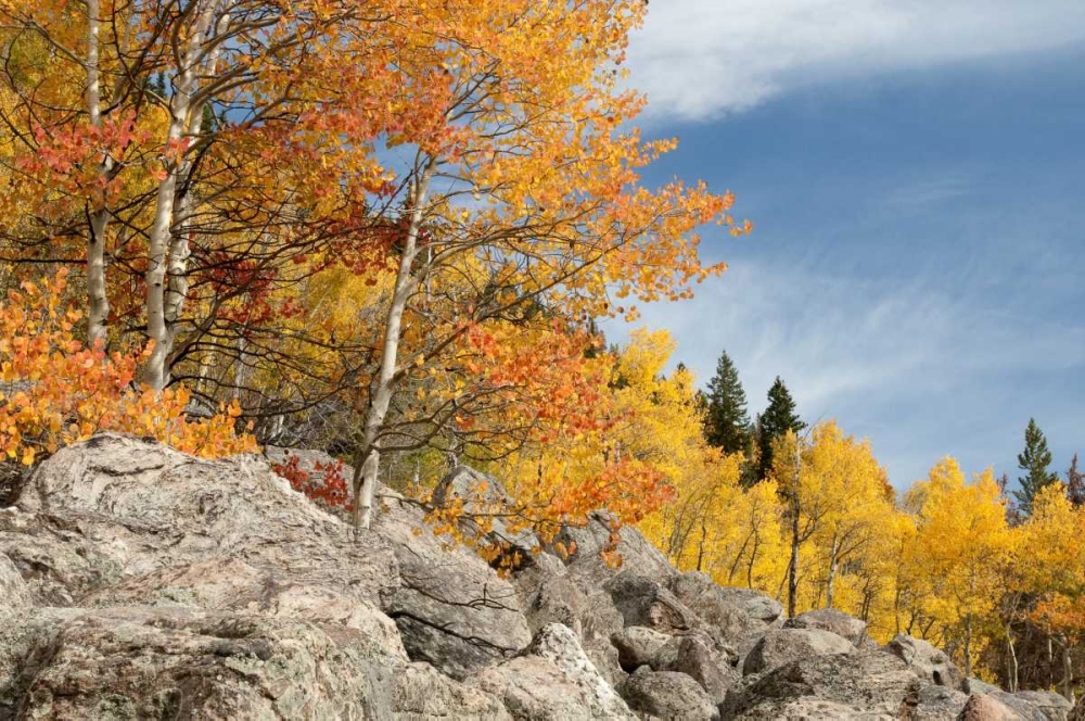 USA, Colorado, Rocky Mountain NP Autumn scenic art print by Marie Bush for $57.95 CAD