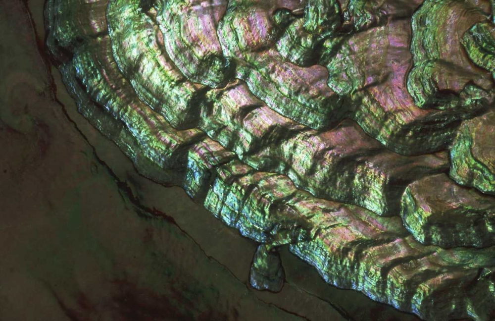 USA, Colorado, Lafayette Abalone shell close-up art print by Marie Bush for $57.95 CAD