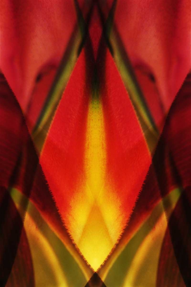 USA, Colorado, Lafayette Heliconia plant montage art print by Marie Bush for $57.95 CAD