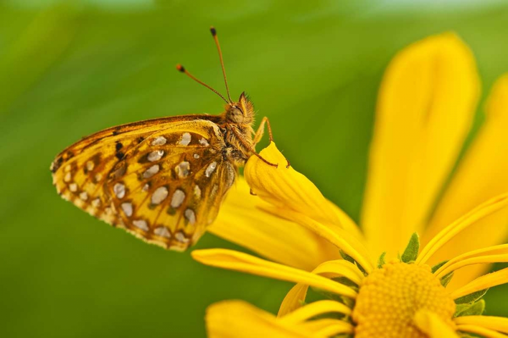 USA, Colorado Skipper butterfly on sunflower art print by Nancy Rotenberg for $57.95 CAD