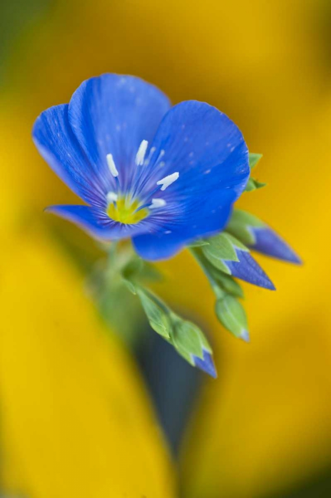 USA, Colorado Close-up of cranesbill geranium art print by Nancy Rotenberg for $57.95 CAD