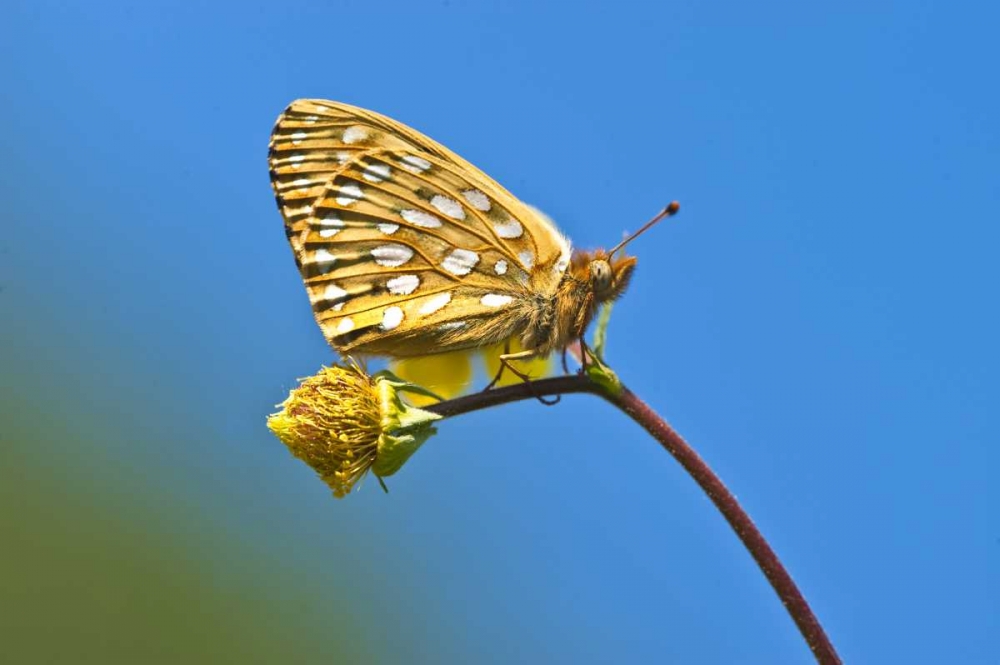 USA, Colorado Skipper butterfly on flower stem art print by Nancy Rotenberg for $57.95 CAD