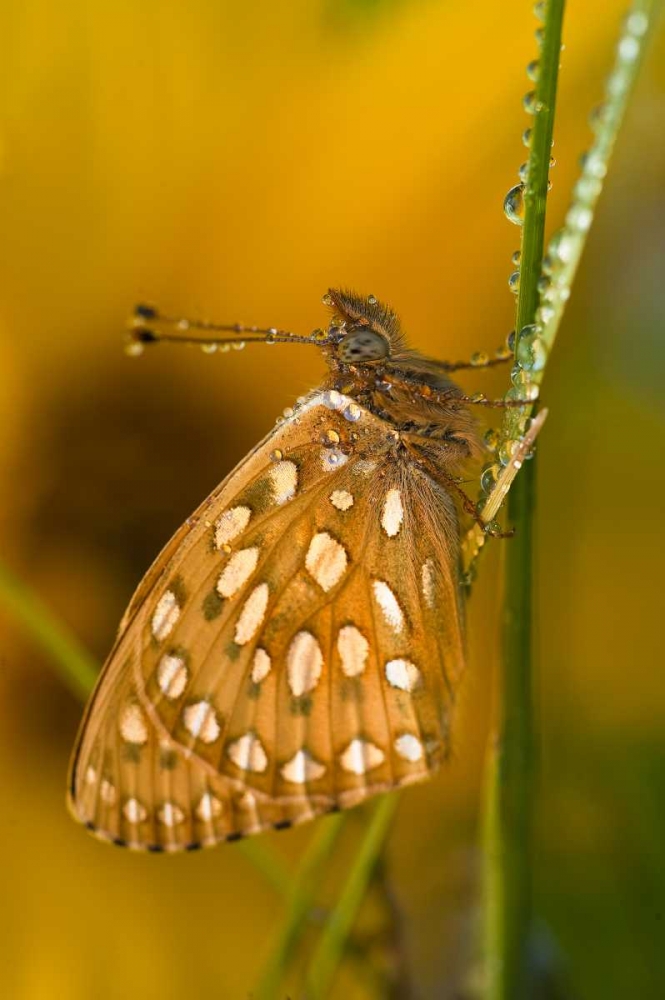 USA, Colorado Skipper butterfly on dewy grasses art print by Nancy Rotenberg for $57.95 CAD