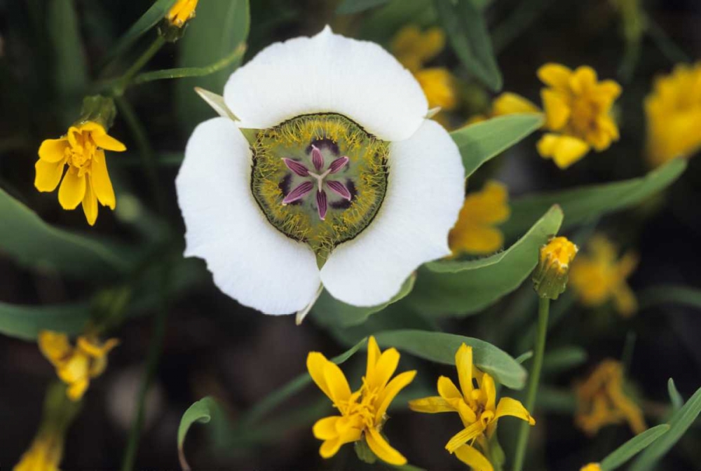 Colorado Mariposa tulip and mountain wildflowers art print by Nancy Rotenberg for $57.95 CAD