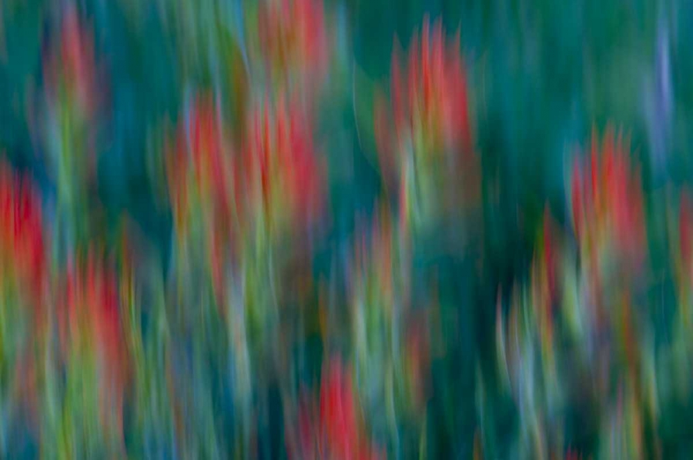 USA, Colorado, Crested Butte Flower abstract art print by Marie Bush for $57.95 CAD
